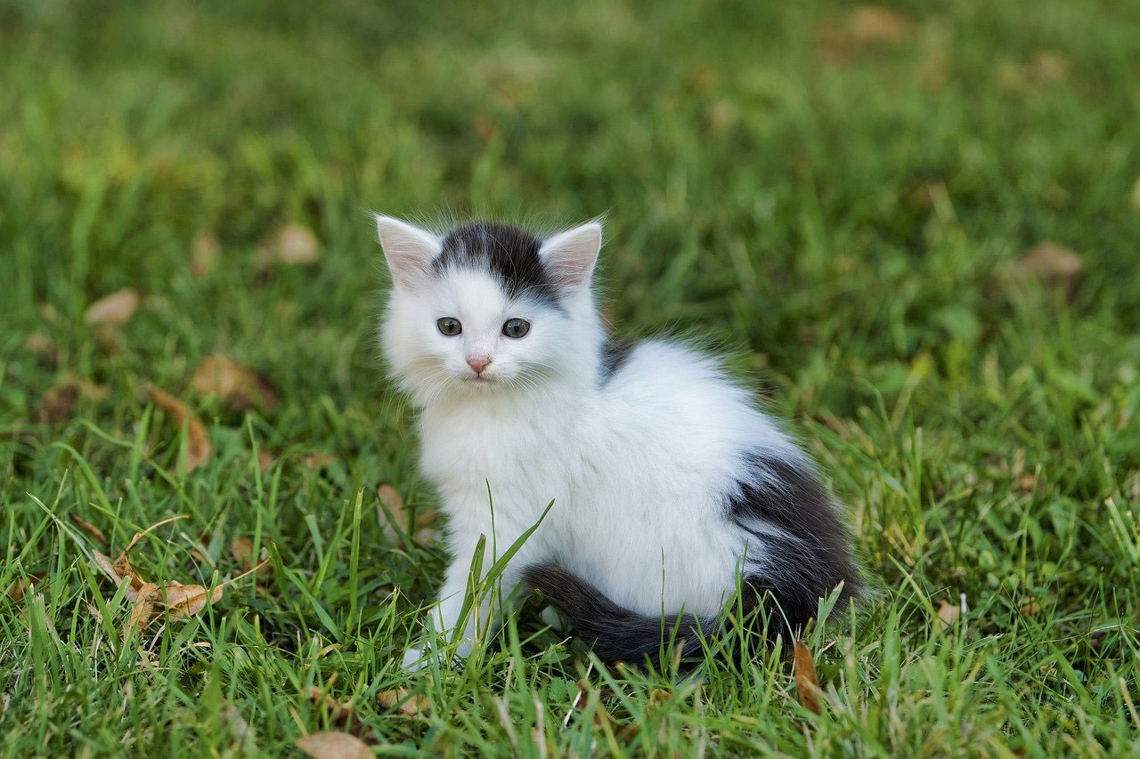 Yeni Bir Kedi İçin Evinizi Nasıl Hazırlarsınız: İpuçları ve Tavsiyeler