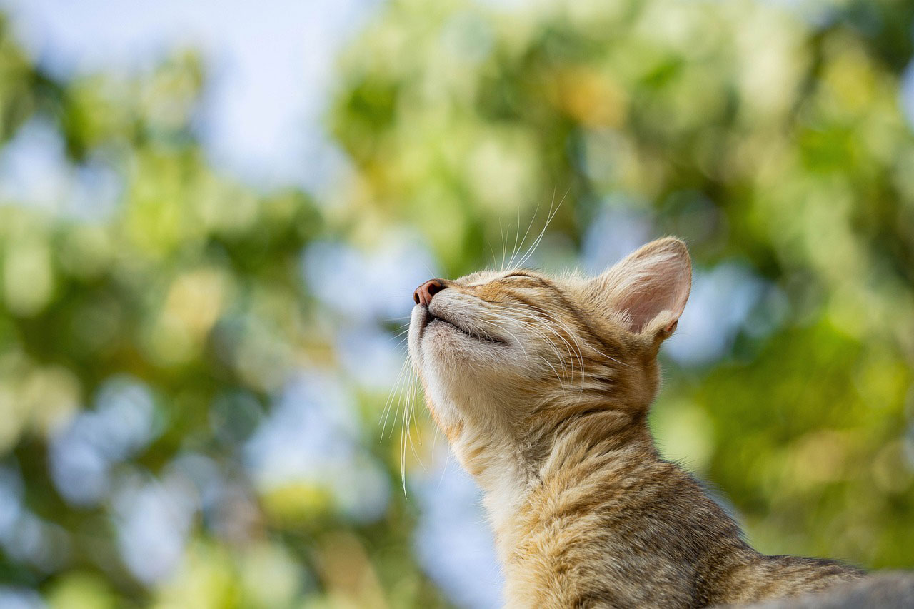 Kedinizle Eğlenceli Zaman Geçirmenin Yolları: Kedi Eğlenceleri ve Oyunlar