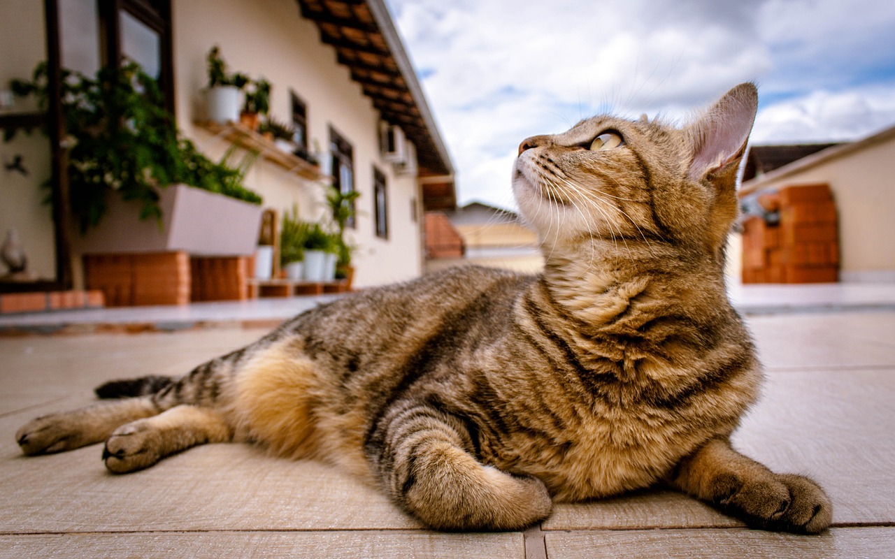 Kedinizle Eğlenceli Zaman Geçirmenin Yolları: Kedi Eğlenceleri ve Oyunlar 4