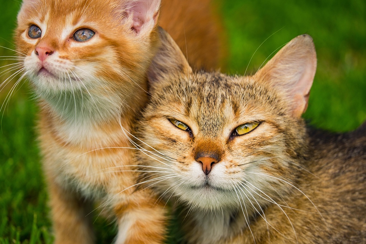 Kedinizle Eğlenceli Zaman Geçirmenin Yolları: Kedi Eğlenceleri ve Oyunlar 3