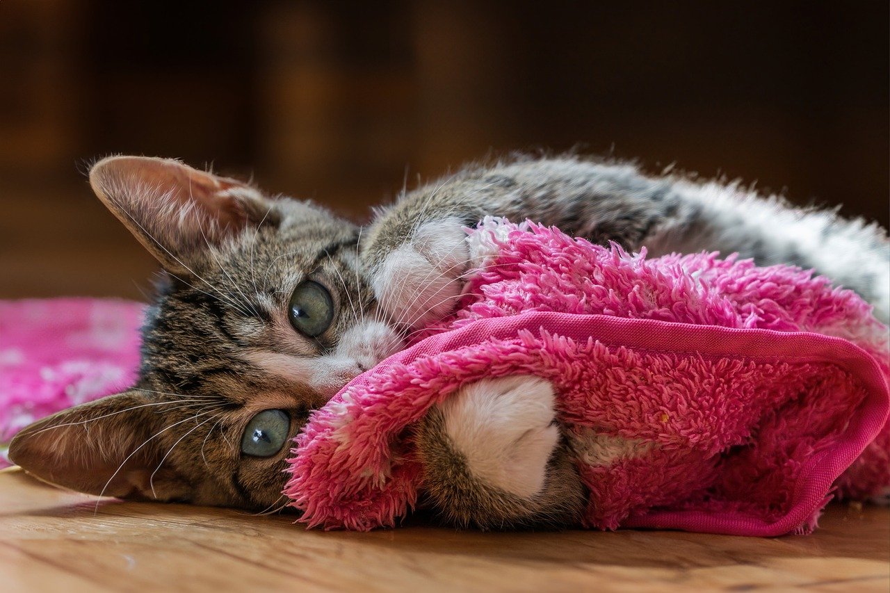 Kedinizle Eğlenceli Zaman Geçirmenin Yolları: Kedi Eğlenceleri ve Oyunlar 2