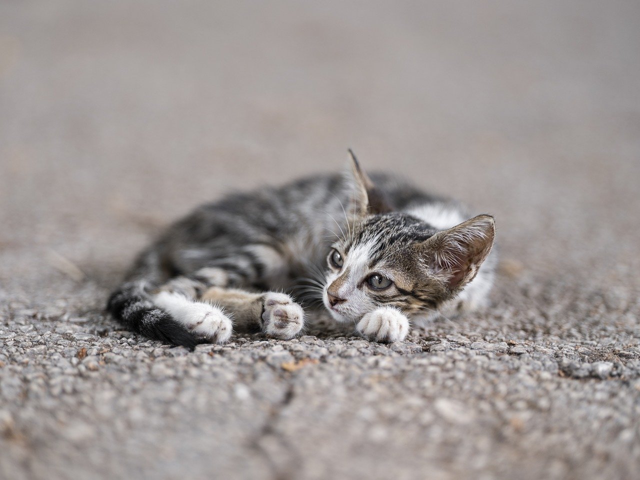  Kedi Beslenmesi: Sağlıklı ve Mutlu Kediler İçin İpuçları 2