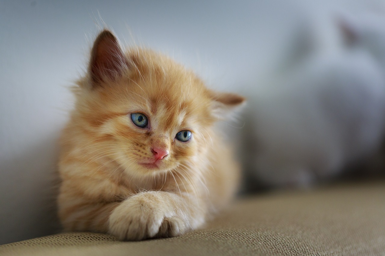  Kedi Beslenmesi: Sağlıklı ve Mutlu Kediler İçin İpuçları 3