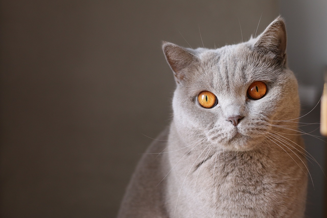 Kedi Yün ve Tırnak Bakımı: Sağlıklı ve Mutlu Kediler İçin İpuçları 4