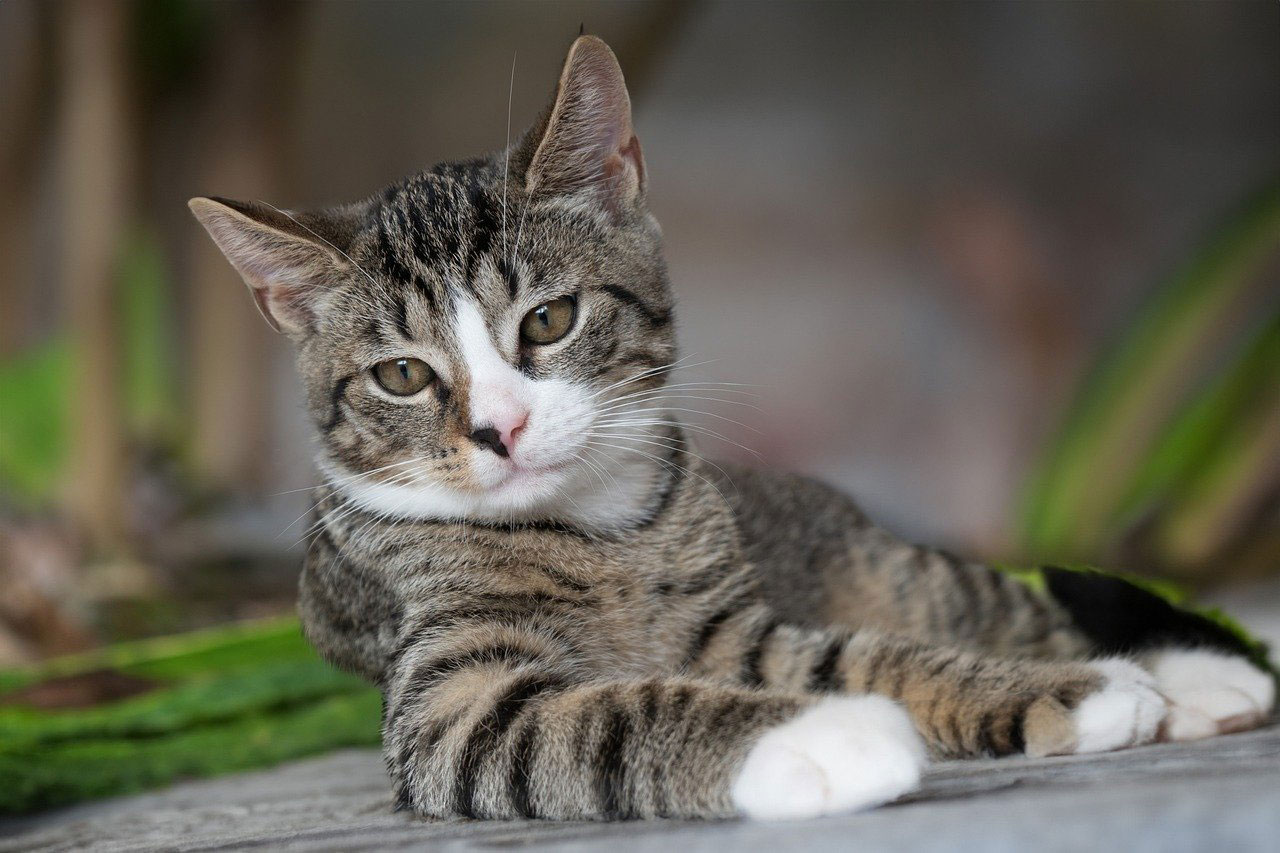 Kedi Beslenmesi: Sağlıklı ve Mutlu Kediler İçin İpuçlar